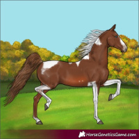 Horse Color:Chestnut Splash Tobiano Frame