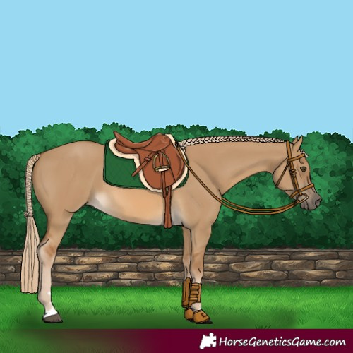 Horse Color:Chocolate Palomino Dun 
