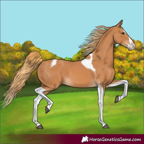 Horse Color:Chestnut Splash Tobiano