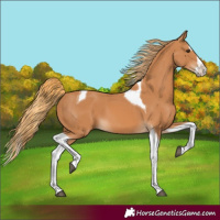 Horse Color:Chestnut Splash Tobiano 