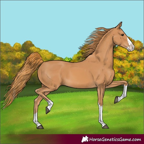 Horse Color:Chestnut Splash Tobiano