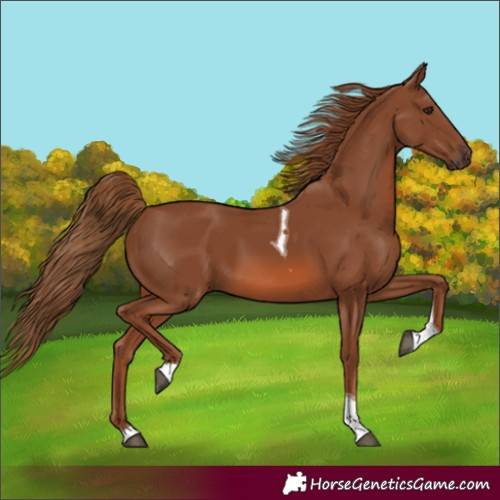 Horse Color:Chestnut Tobiano Rabicano 
