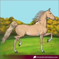 Horse Color:Red Dun Tobiano Rabicano 