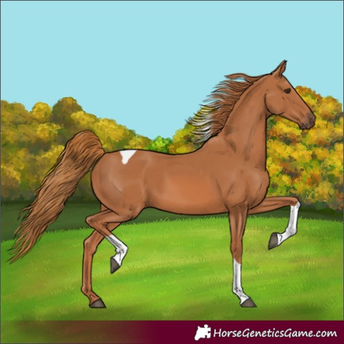 Horse Color:Chestnut Tobiano Rabicano 