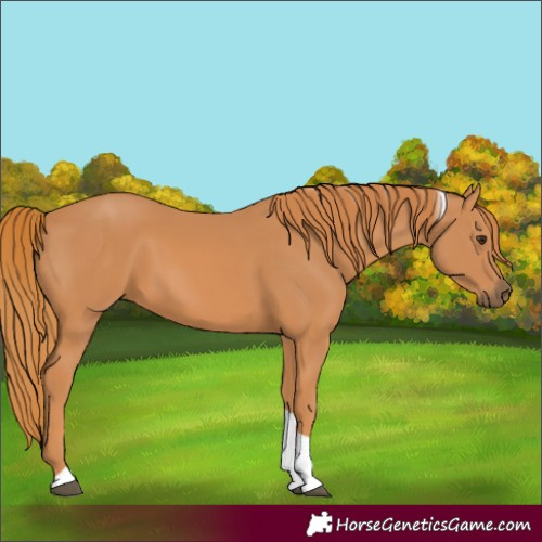 Horse Color:Chestnut Tobiano Rabicano