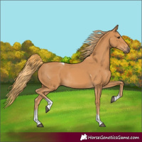 Horse Color:Chestnut Tobiano Rabicano 