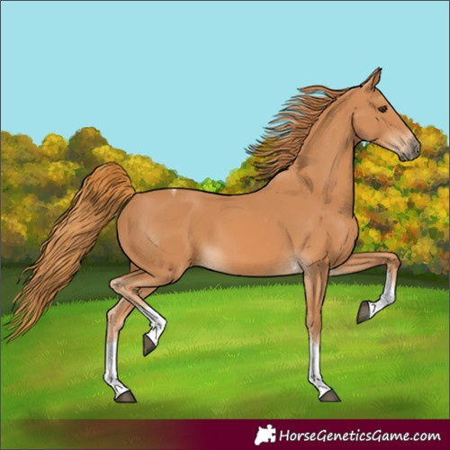 Horse Color:Chestnut Tobiano Rabicano