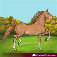 Horse Color:Chestnut Tobiano Rabicano 