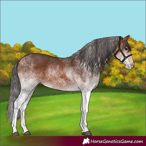 Horse Color:White Spotted Bay 