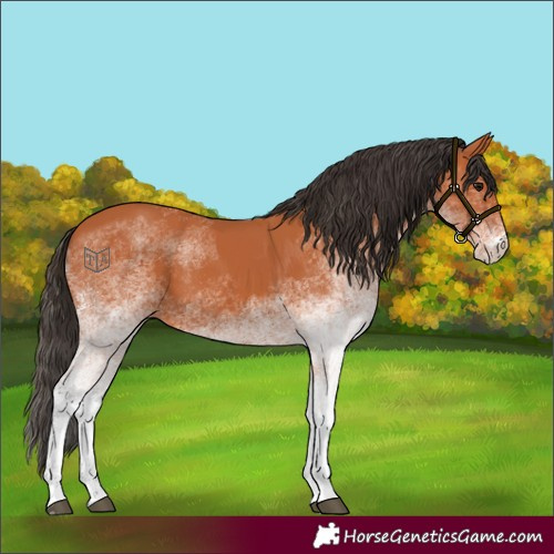 Horse Color:White Spotted Bay 