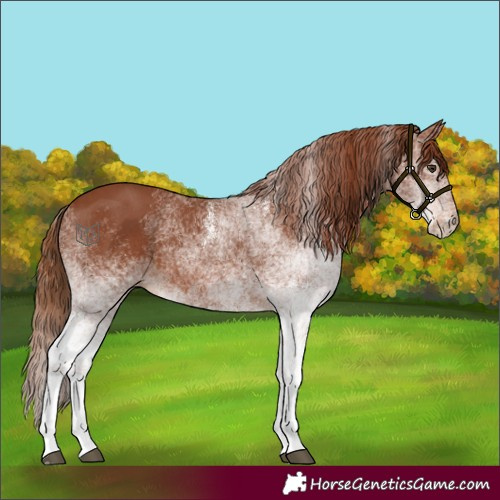 Horse Color:White Spotted Chestnut 