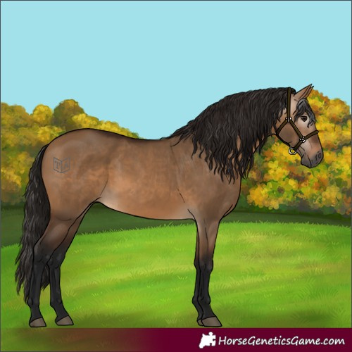 Horse Color:Gray Bay Dun 