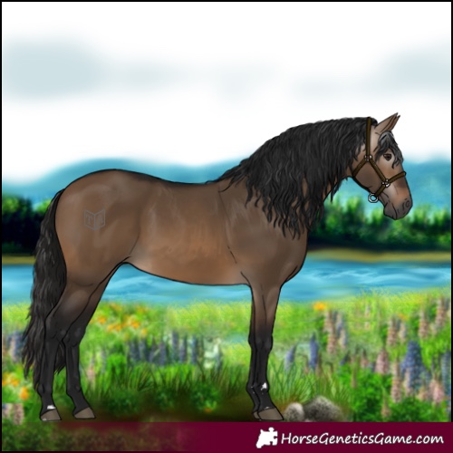 Horse Color:Gray Brown Dun 