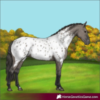 Horse Color:Grullo Appaloosa 