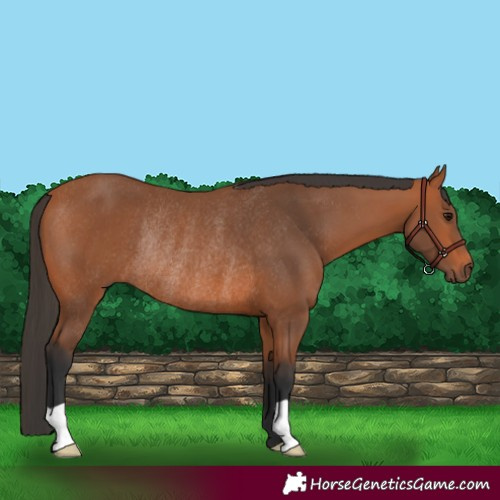 Horse Color:Bay Rabicano