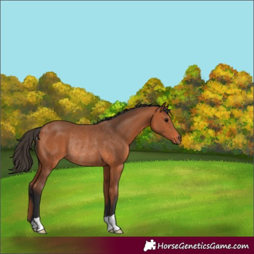 Horse Color:Bay Rabicano 
