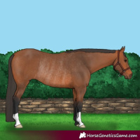 Horse Color:Bay Rabicano 