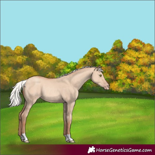 Horse Color:Silver Amber Champagne Dun Rabicano 