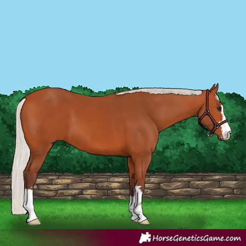 Horse Color:Silver Bay 