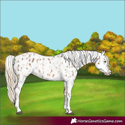 Horse Color:Chocolate Palomino Appaloosa  and Palomino Sabino Appaloosa 