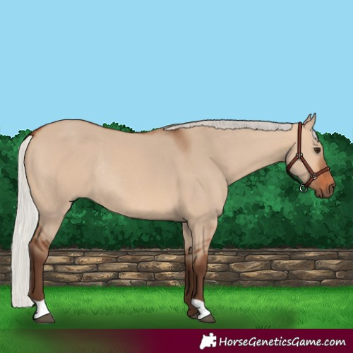 Horse Color:Silver Bay Dun Rabicano 