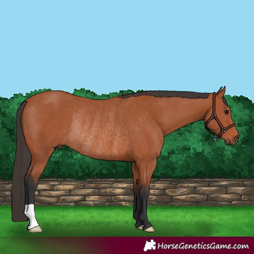 Horse Color:Bay Rabicano 