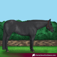 Horse Color:Black Rabicano 