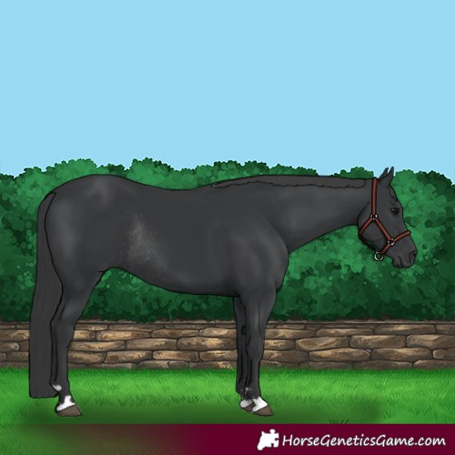 Horse Color:Black Rabicano 