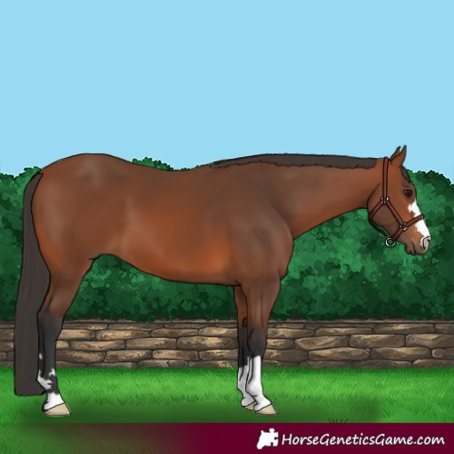 Horse Color:Bay 