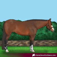 Horse Color:Bay 
