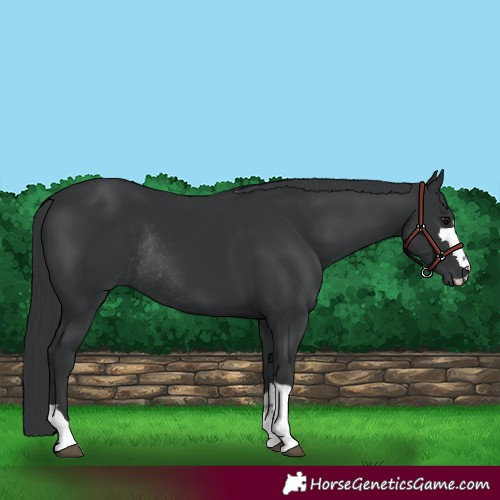 Horse Color:Black Rabicano 