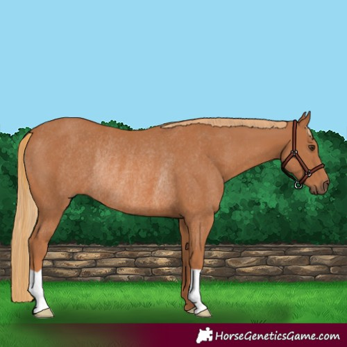 Horse Color:Chestnut Rabicano 