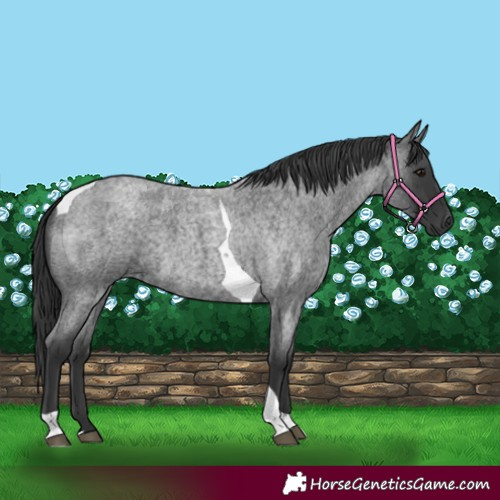 Horse Color:Blue Roan Tobiano 