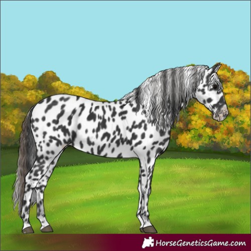 Horse Color:Black Appaloosa 