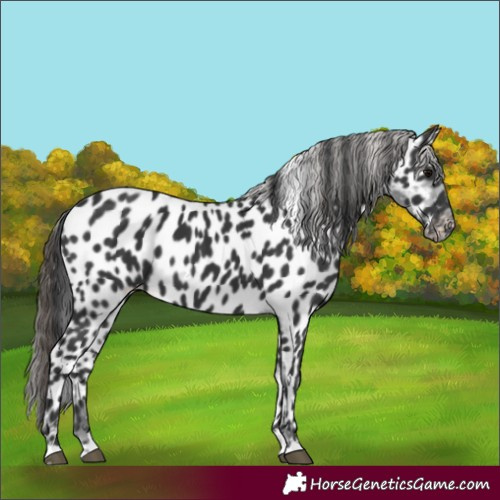 Horse Color:Black Appaloosa 