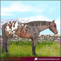 Horse Color:Bay Appaloosa