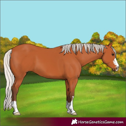 Horse Color:Silver Bay 