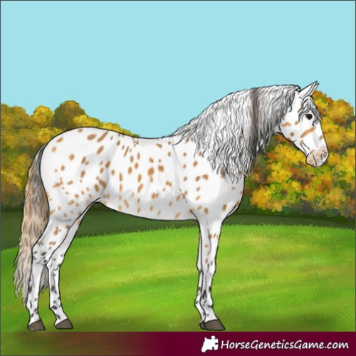 Horse Color:Buckskin Appaloosa 