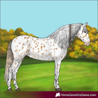 Horse Color:Buckskin Appaloosa 