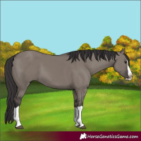 Horse Color:Smoky Grullo Splash