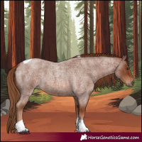 Horse Color:Red Roan Tobiano 