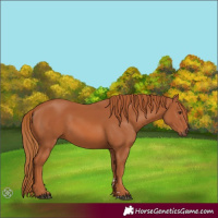 Horse Color:Chestnut 