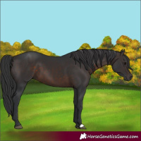 Horse Color:Brown 
