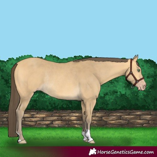 Horse Color:Amber Cream Champagne Rabicano