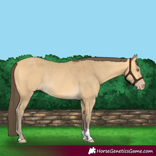 Horse Color:Amber Cream Champagne Rabicano 