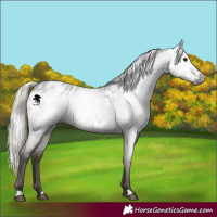 Horse Color:Gray Silver Blue Roan Appaloosa 