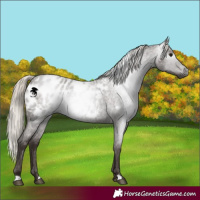 Horse Color:Gray Silver Blue Roan Appaloosa