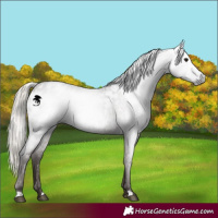 Horse Color:Gray Silver Blue Roan Blanket 