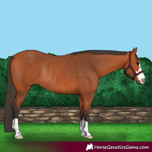 Horse Color:Bay Rabicano 