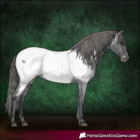 Horse Color:Blue Roan Near Fewspot